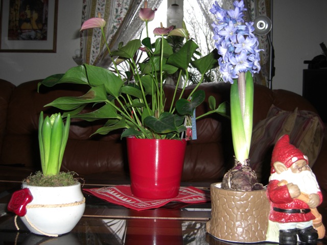 CIMG0106.JPG