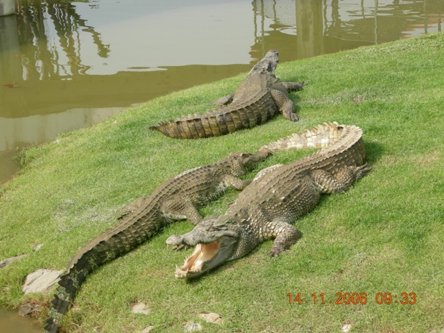 DSCN0426.JPG