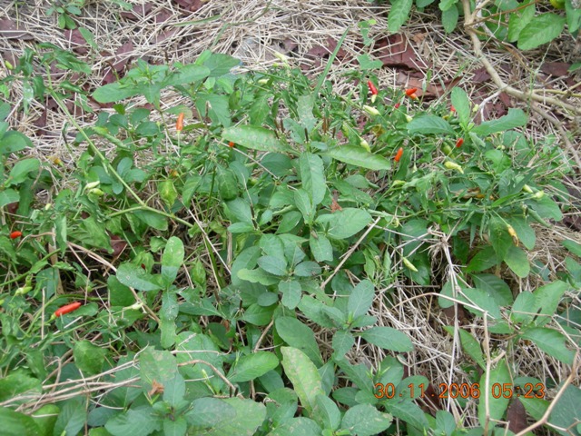 DSCN0496.JPG