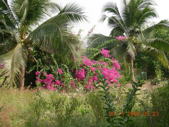DSCN0497.JPG